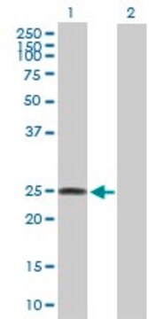 Anti-LOC134145 antibody produced in mouse purified immunoglobulin, buffered aqueous solution