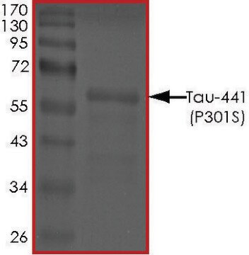 Białko TAU-441 (P301S) recombinant