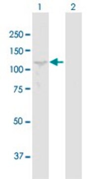 Anti-PIWIL2 antibody produced in mouse purified immunoglobulin, buffered aqueous solution