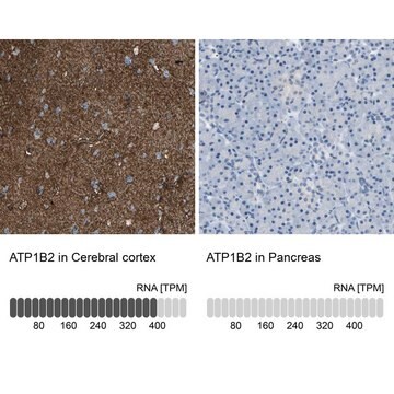 Anti-ATP1B2 antibody produced in rabbit Prestige Antibodies&#174; Powered by Atlas Antibodies, affinity isolated antibody, buffered aqueous glycerol solution