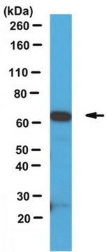 Anticorps anti-SOX9 from rabbit, purified by affinity chromatography