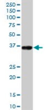 抗GLT1D1抗体 マウス宿主抗体 IgG fraction of antiserum, buffered aqueous solution