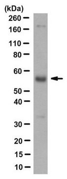 Przeciwciało anty-EPO-R, klon BCO-3H2 clone BCO-3H2, from rat