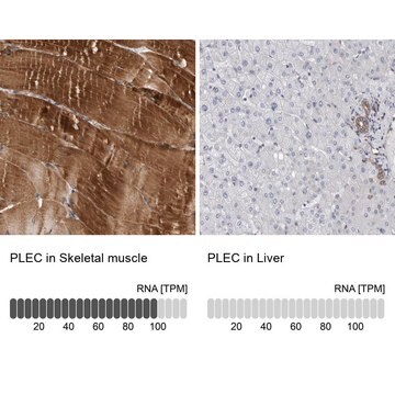 Anti-PLEC antibody produced in rabbit Prestige Antibodies&#174; Powered by Atlas Antibodies, affinity isolated antibody, buffered aqueous glycerol solution, ab1