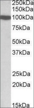 Anti-DNMT3A antibody produced in goat affinity isolated antibody, buffered aqueous solution