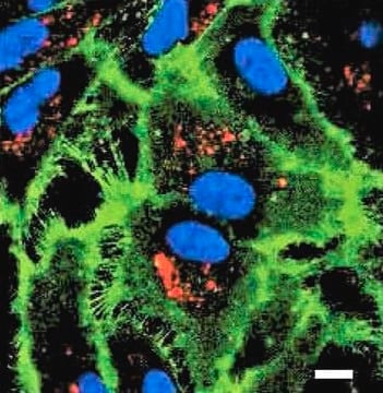 ECMatrix-411 E8 Laminin-Substrat Xeno-free laminin-411 coating for the differentiation of pluripotent stem cells into endothelial cells, 350 &#956;g (CHO-S derived)