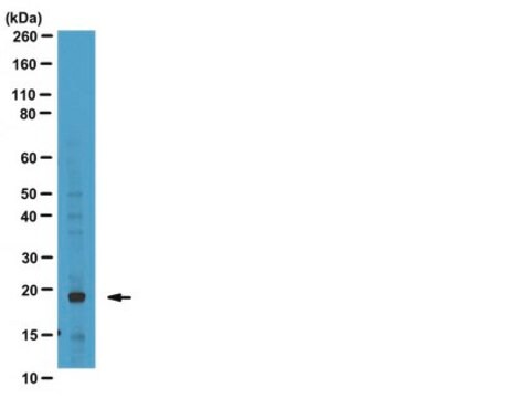 Anti-Phospho-Bad (Ser99) Antibody from rabbit