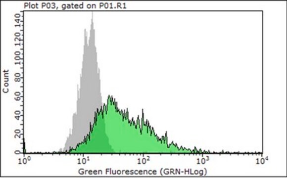 Anticorps anti-intégrine&nbsp;&#946;1, clone&nbsp;P5D2 clone P5D2, Chemicon&#174;, from mouse