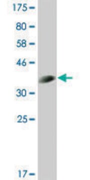 Monoclonal Anti-CLK3 antibody produced in mouse clone 3C11, ascites fluid, solution