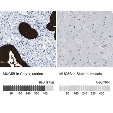 抗-MUC5B 兔抗 Prestige Antibodies&#174; Powered by Atlas Antibodies, affinity isolated antibody, buffered aqueous glycerol solution