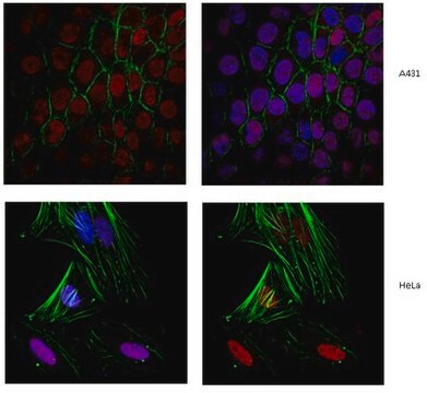 Anti-Cohesin subunit SA-2 Antibody from rabbit, purified by affinity chromatography