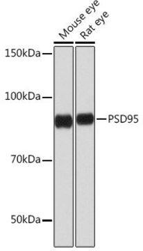 Anty-PSD95