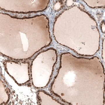 抗-STC1 兔抗 Prestige Antibodies&#174; Powered by Atlas Antibodies, affinity isolated antibody, buffered aqueous glycerol solution