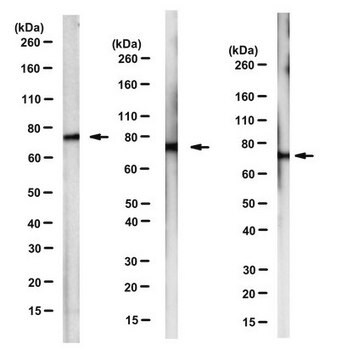 Przeciwciało anty-mtHsp70, klon JG1 clone JG1, from mouse