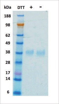 EPO ヒト recombinant, expressed in HEK 293 cells, &#8805;95% (SDS-PAGE)