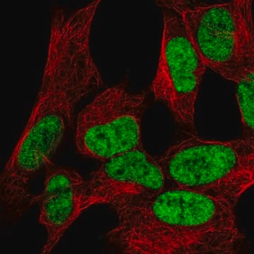 Anty-WIZ Prestige Antibodies&#174; Powered by Atlas Antibodies, affinity isolated antibody