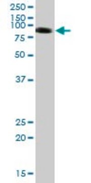 Anti-SIRPA antibody produced in mouse purified immunoglobulin, buffered aqueous solution