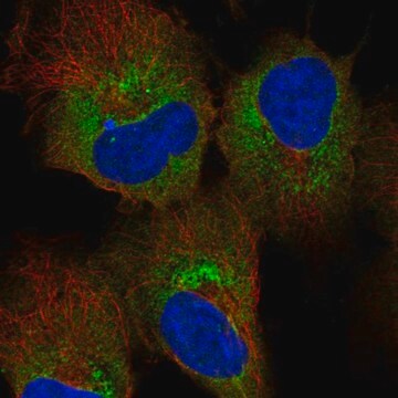 Anti-Hdlbp Antibody Produced In Rabbit Prestige Antibodies&#174; Powered by Atlas Antibodies, affinity isolated antibody, buffered aqueous glycerol solution