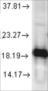 抗SOD1抗体 ウサギ宿主抗体 1&#160;mg/mL, affinity isolated antibody