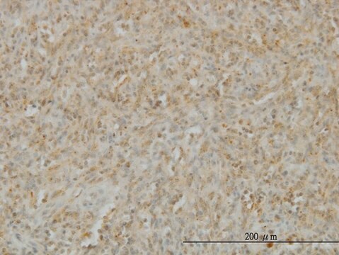 Monoclonal Anti-TNFSF14 antibody produced in mouse clone 4E3, purified immunoglobulin, buffered aqueous solution