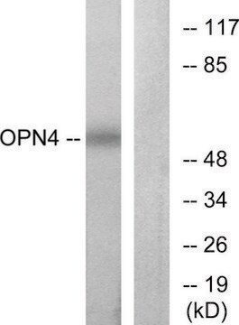 Anti-OPN4 antibody produced in rabbit affinity isolated antibody