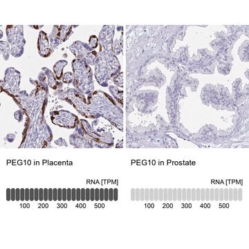 抗PEG10抗体 ウサギ宿主抗体 Prestige Antibodies&#174; Powered by Atlas Antibodies, affinity isolated antibody, buffered aqueous glycerol solution