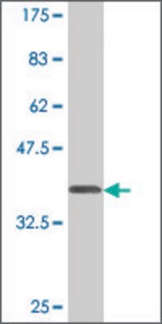 Monoclonal Anti-PLD1, (C-terminal) antibody produced in mouse clone 10H2, purified immunoglobulin, buffered aqueous solution