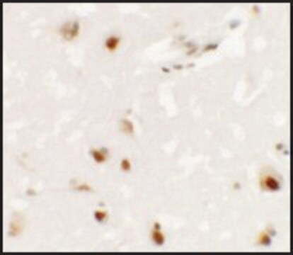 Anti-SHANK3 antibody produced in rabbit affinity isolated antibody, buffered aqueous solution