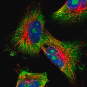 Anti-KCNC4 antibody produced in rabbit Prestige Antibodies&#174; Powered by Atlas Antibodies, affinity isolated antibody, buffered aqueous glycerol solution