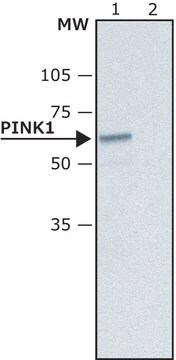 抗-PINK1 兔抗 ~1.5&#160;mg/mL, affinity isolated antibody, buffered aqueous solution