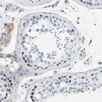 Anti-ZBTB43 antibody produced in rabbit Prestige Antibodies&#174; Powered by Atlas Antibodies, affinity isolated antibody, buffered aqueous glycerol solution