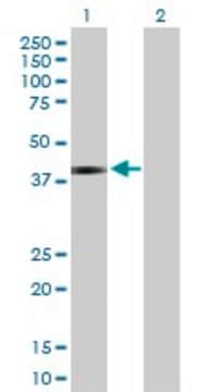 Anti-JAM3 antibody produced in rabbit purified immunoglobulin, buffered aqueous solution