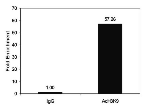 ChIPAb+-Acetyl-Histon&nbsp;H3 (Lys9), aufgereinigt - durch ChIP validiertes Antikörper- und Primer-Set from rabbit, purified by using Protein A