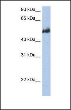 Anti-BAG3 antibody produced in rabbit affinity isolated antibody