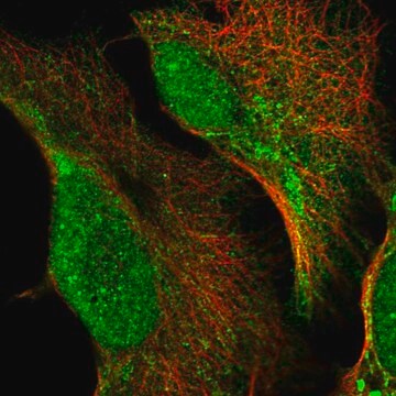 Anti-HSCB antibody produced in rabbit Prestige Antibodies&#174; Powered by Atlas Antibodies, affinity isolated antibody