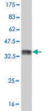 ANTI-MUSK antibody produced in mouse clone 4E5, purified immunoglobulin, buffered aqueous solution