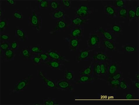 Monoclonal Anti-SMAD5 antibody produced in mouse clone 2D7, purified immunoglobulin, buffered aqueous solution