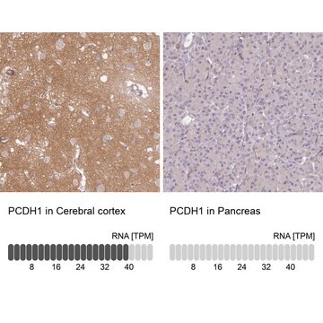 抗PCDH1抗体 ウサギ宿主抗体 Prestige Antibodies&#174; Powered by Atlas Antibodies, affinity isolated antibody, buffered aqueous glycerol solution