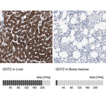 抗GOT2 ウサギ宿主抗体 Prestige Antibodies&#174; Powered by Atlas Antibodies, affinity isolated antibody, buffered aqueous glycerol solution