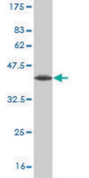 Monoclonal Anti-LHX6 antibody produced in mouse clone 3E8, purified immunoglobulin, buffered aqueous solution