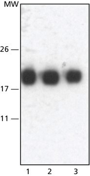 Monoclonal Anti-Melan-A antibody produced in mouse clone A103, purified from hybridoma cell culture