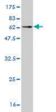 Monoclonal Anti-PLA2G4B antibody produced in mouse clone 1G5, purified immunoglobulin, buffered aqueous solution