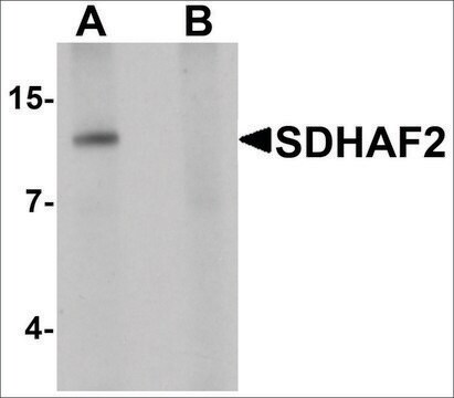 Anti-SDHAF2 antibody produced in chicken affinity isolated antibody