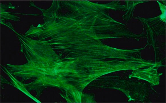 Anticorps monoclonal anti-&#946;-actine clone AC-15, purified from hybridoma cell culture