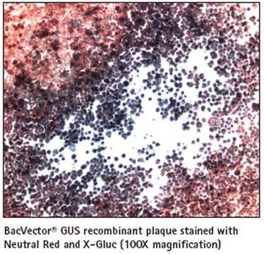 X-Gluc Solution - Novagen A colorimetric stain for GUS activity