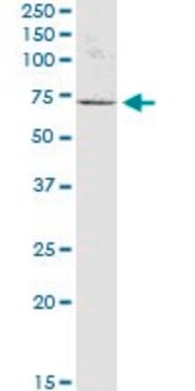 Anti-KIAA1706 antibody produced in mouse purified immunoglobulin, buffered aqueous solution