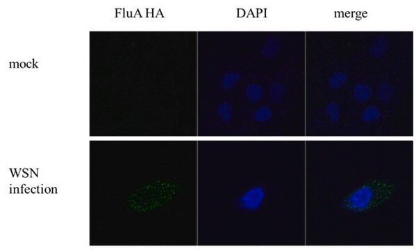 抗甲型流感病毒H1N1 HA(血凝素)单克隆抗体 小鼠抗 clone GT223, affinity isolated antibody