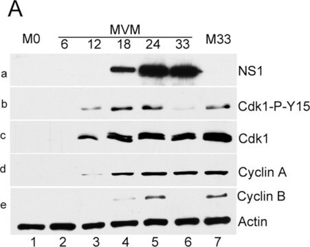 Anti-Cyclin B1-Antikörper, Klon GNS3 (8A5D12) clone GNS3 (8A5D12), Upstate&#174;, from mouse