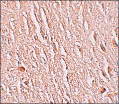 Anti-LRRTM3 antibody produced in rabbit affinity isolated antibody