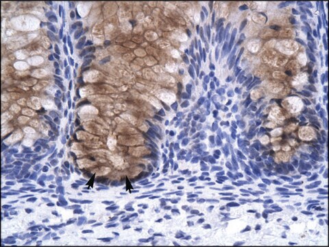 Anti-ANXA1 antibody produced in rabbit IgG fraction of antiserum